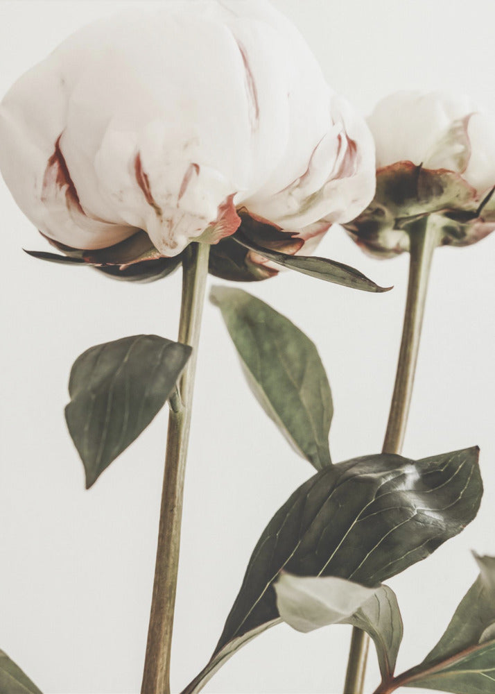 Pivoine 24 | Tableaux sur Toile