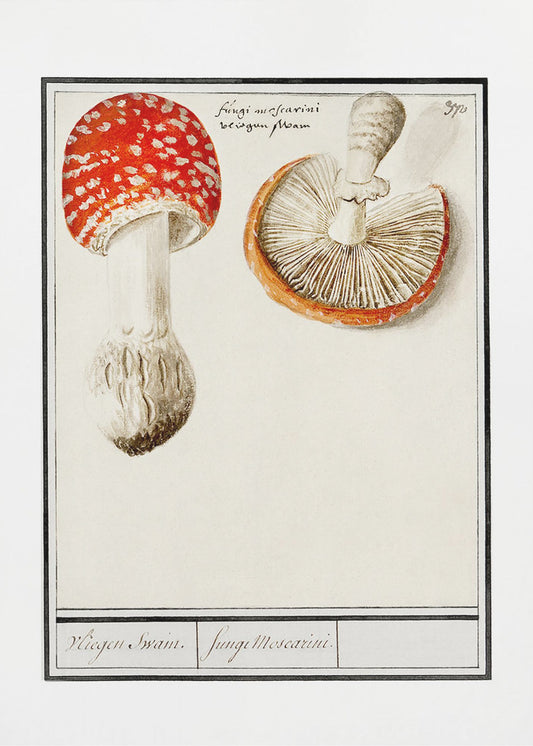Flugsvamp, Amanita Muscaria | Canvas