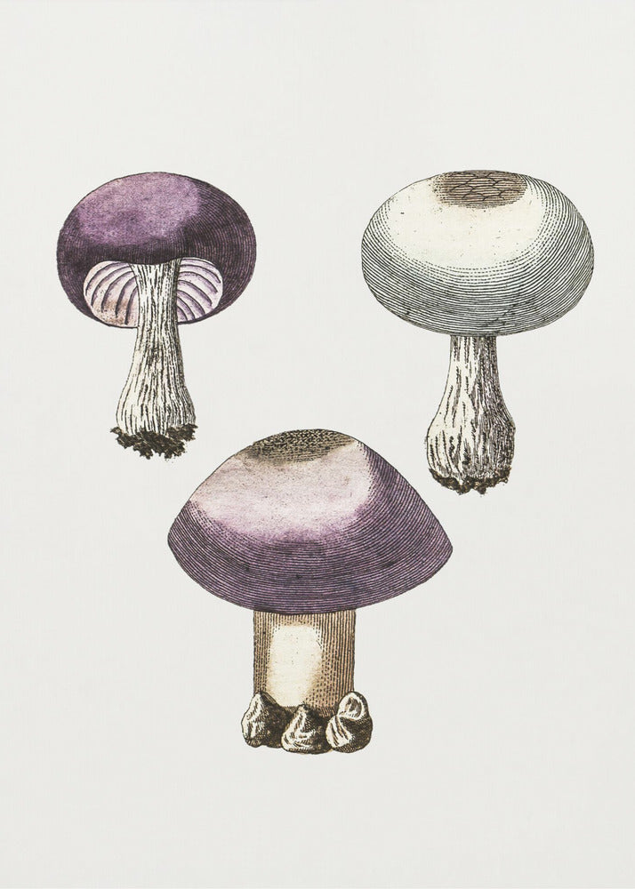 Champignon violet Webcap dessiné à la main | Tableaux sur Toile