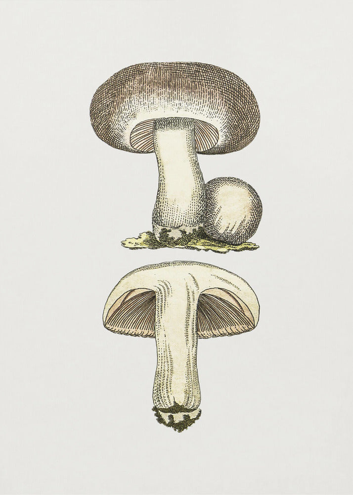 Champignon des champs dessiné à la main gris | Tableaux sur Toile
