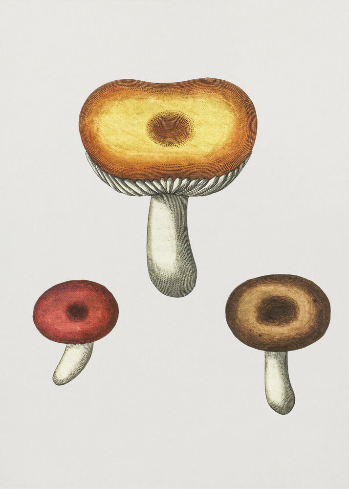 Champignon Galerina dessiné à la main | Tableaux sur Toile