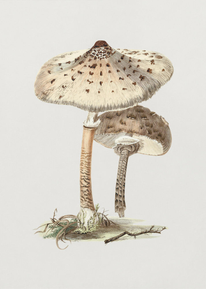 Champignon parasol dessiné à la main | Tableaux sur Toile