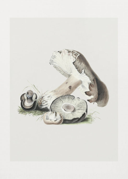 Vintage Agaricus Augustus Grzyb 50x70 | Wydruki na łótnie