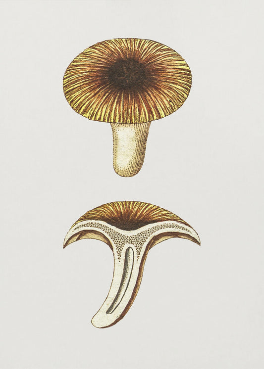 Grzyby jadalne Vintage Chanterelles | Wydruki na łótnie
