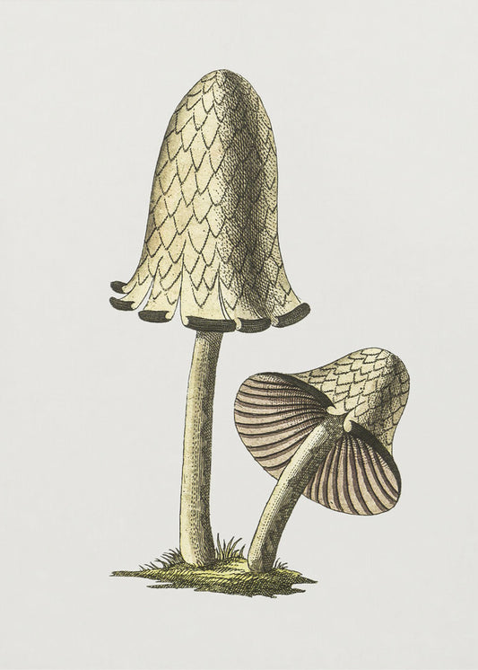 Grzyb jadalny Vintage Inky Cap | Wydruki na łótnie