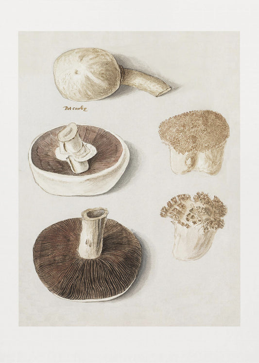 Vanlig ängssvamp, Agaricus Campestris stående | Canvas