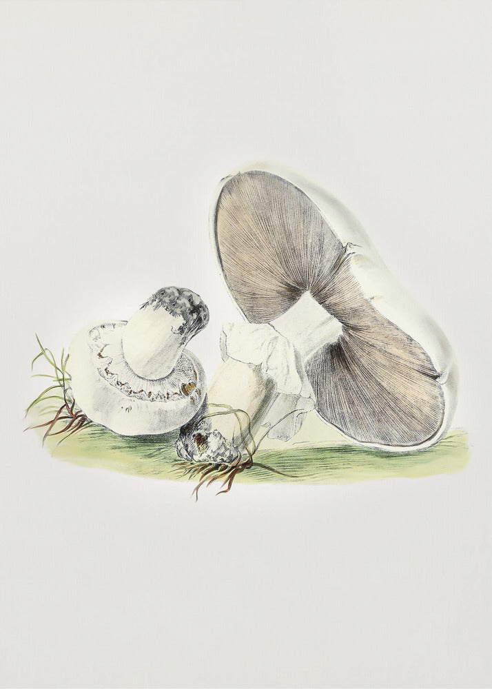 Cheval champignon dessiné à la main debout | Tableaux sur Toile