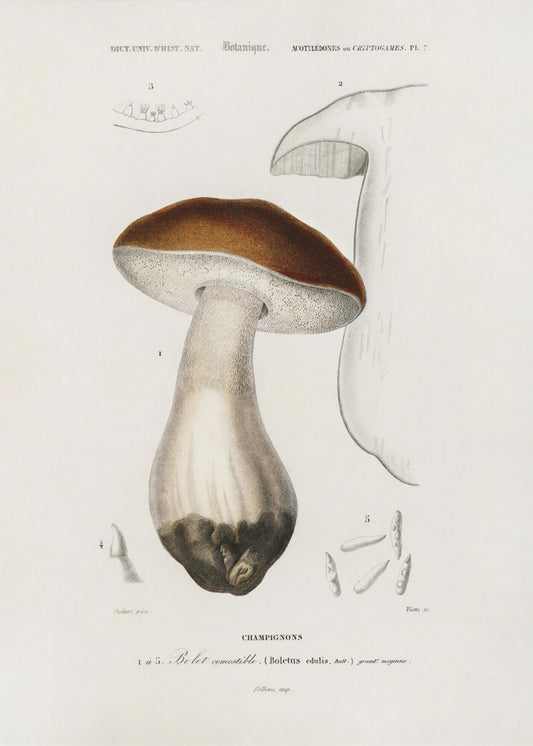 Småbulle (Boletus Edulis) | Canvas