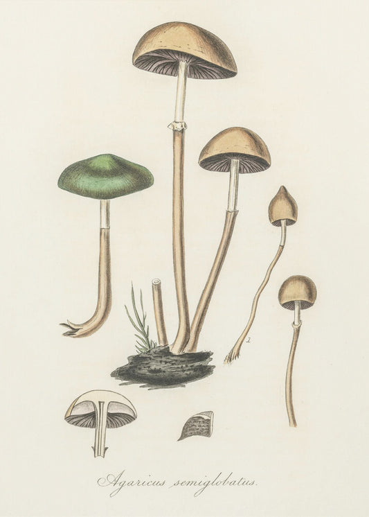 Agaricus semiglobatus | Lerretsbilder