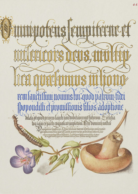 Sopp Plakater - Kunsttrykk | Lerretsbilder