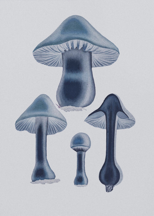 Agaricus Bulbosus – Blau | Leinwand-Bilder