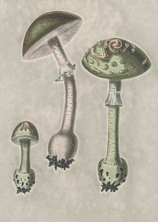 Amanita Muscaria Remix Grün | Leinwand-Bilder