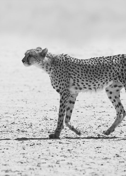Gepard | Canvas