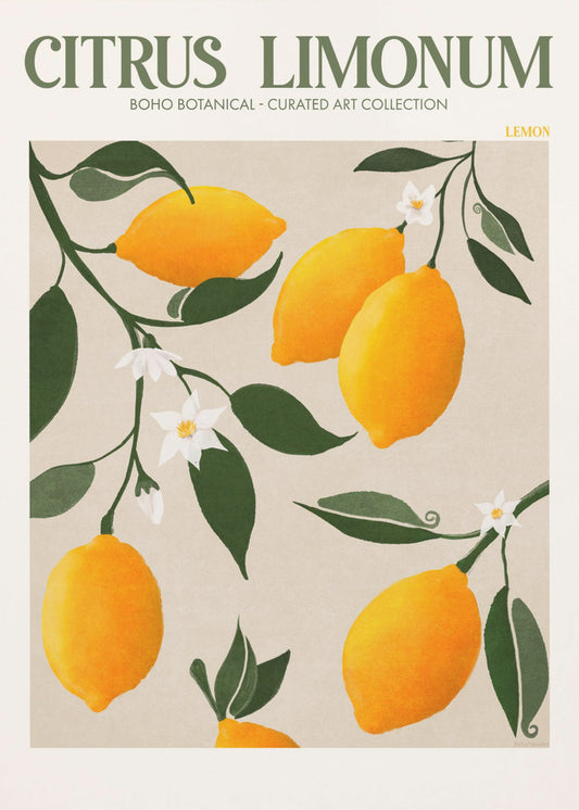 Citrus Limonum - Lemon | Canvas