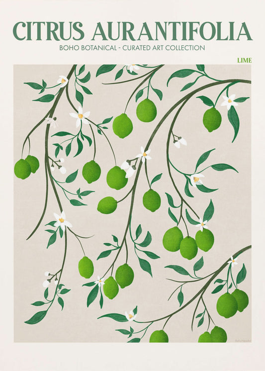 Citrus Aurantifolia - Lime | Canvastaulut