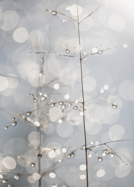 Natural Sparkle | Canvas