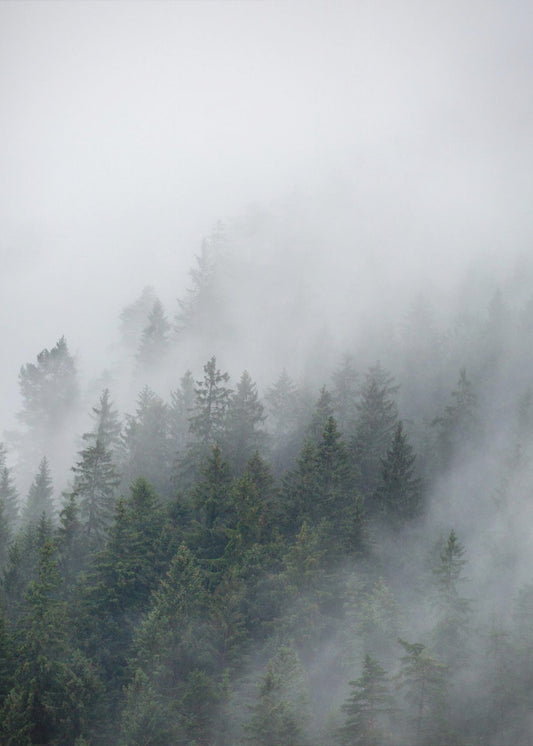 Foggy Morning 2 | Canvas