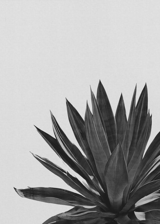 Agave Cactus Black & White | Poster
