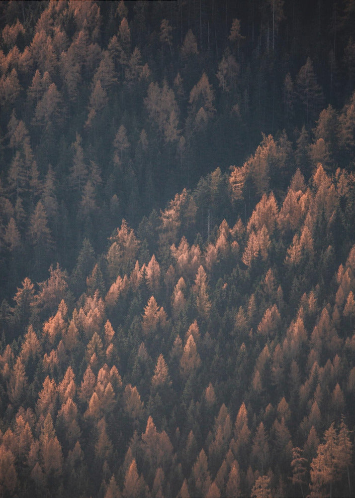 Bosque de otoño 2 | Impresiones en Lienzo