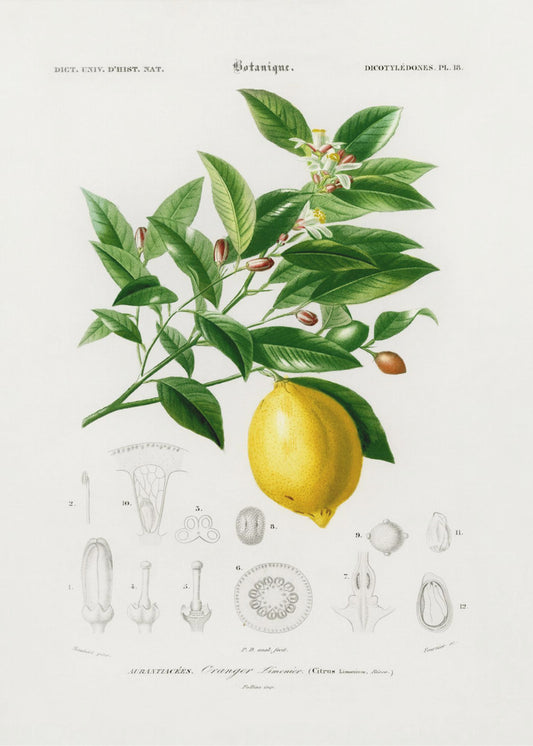 Lemon (citrus Limonium) | Poster