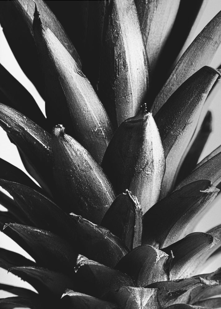 Pino B&W | Stampe su Tela