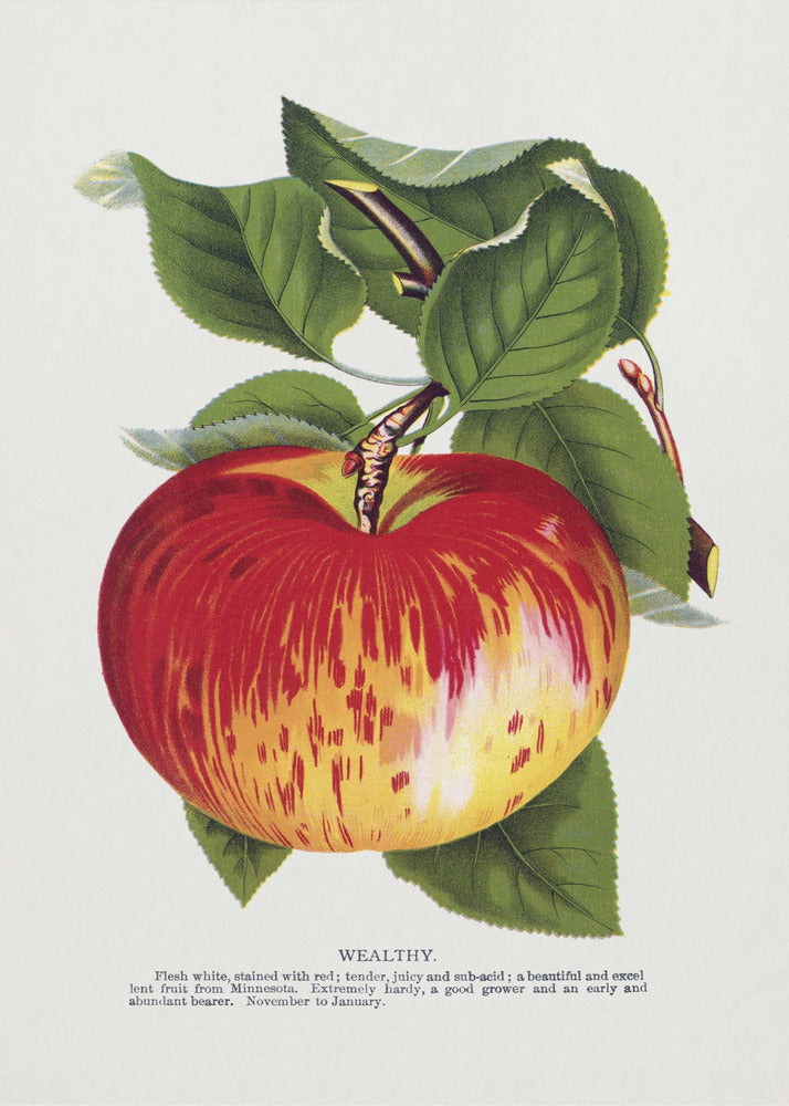 Lithografie „Wealth Apple“ | Leinwand