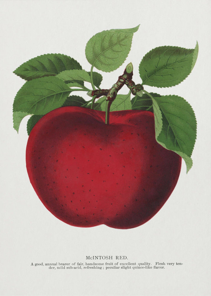 Mcintosh Red Apple Lithograph | Canvas