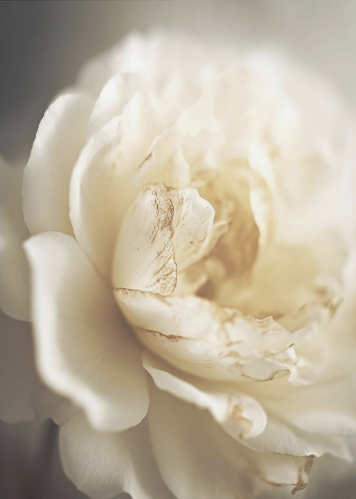 Peonyinsoftlight | Poster