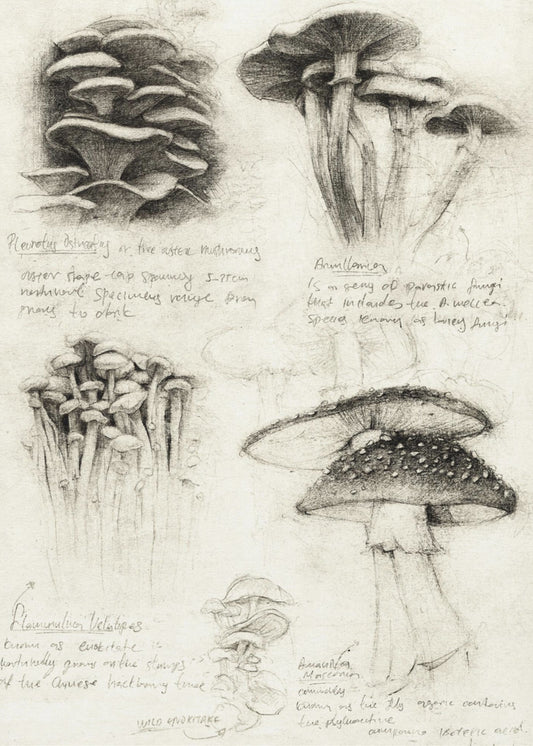 Olika botaniska svampar | Canvas