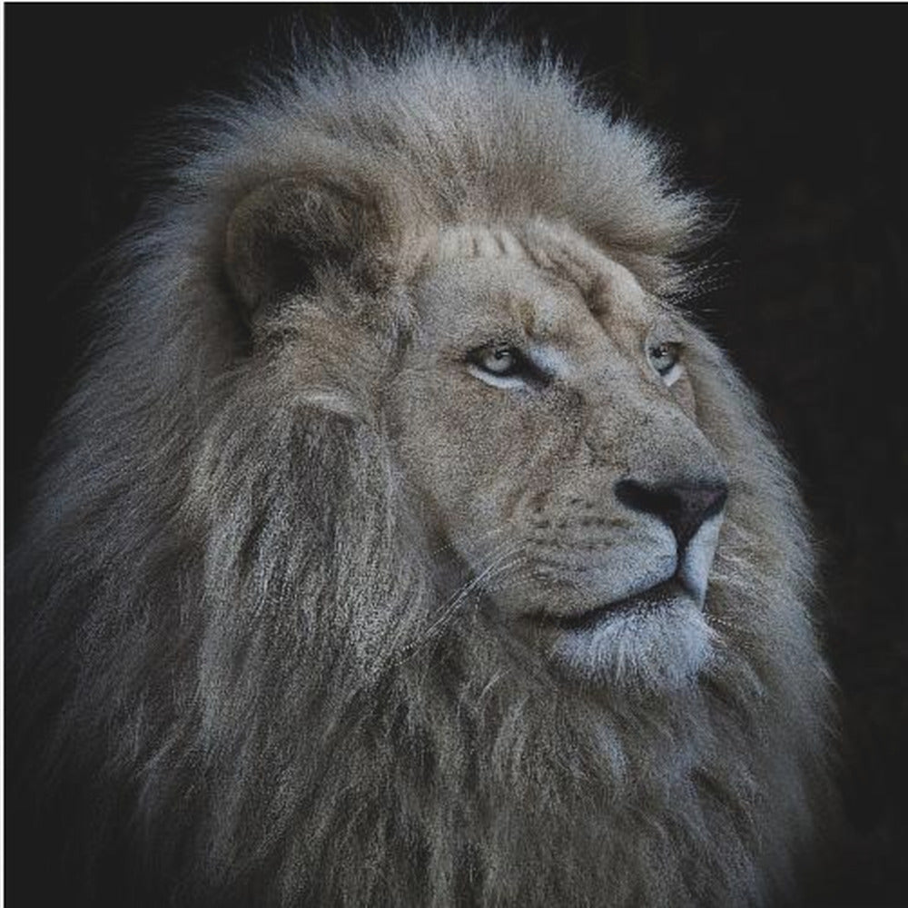 Stolt lejon | Canvas