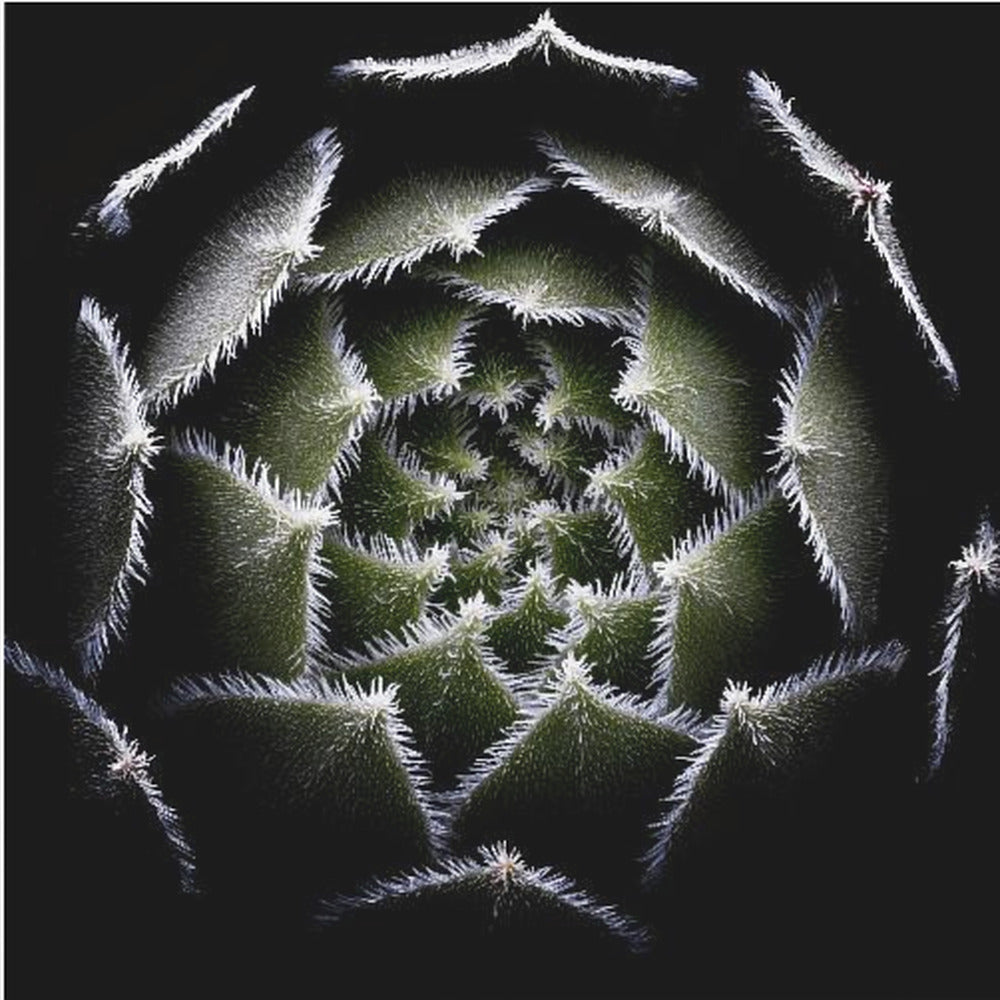Sempervivum-Rosette | Leinwand-Bilder
