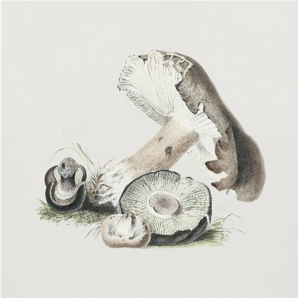Vintage Agaricus Augustus Pilz | Leinwand-Bilder