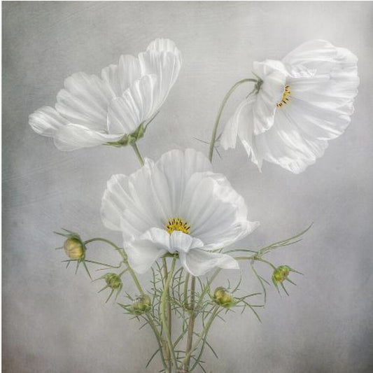 Kosmos Charme | Canvasprints